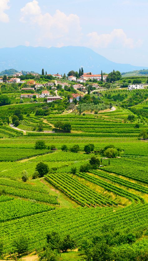 Seize the day in Slovenia's greatest wine region