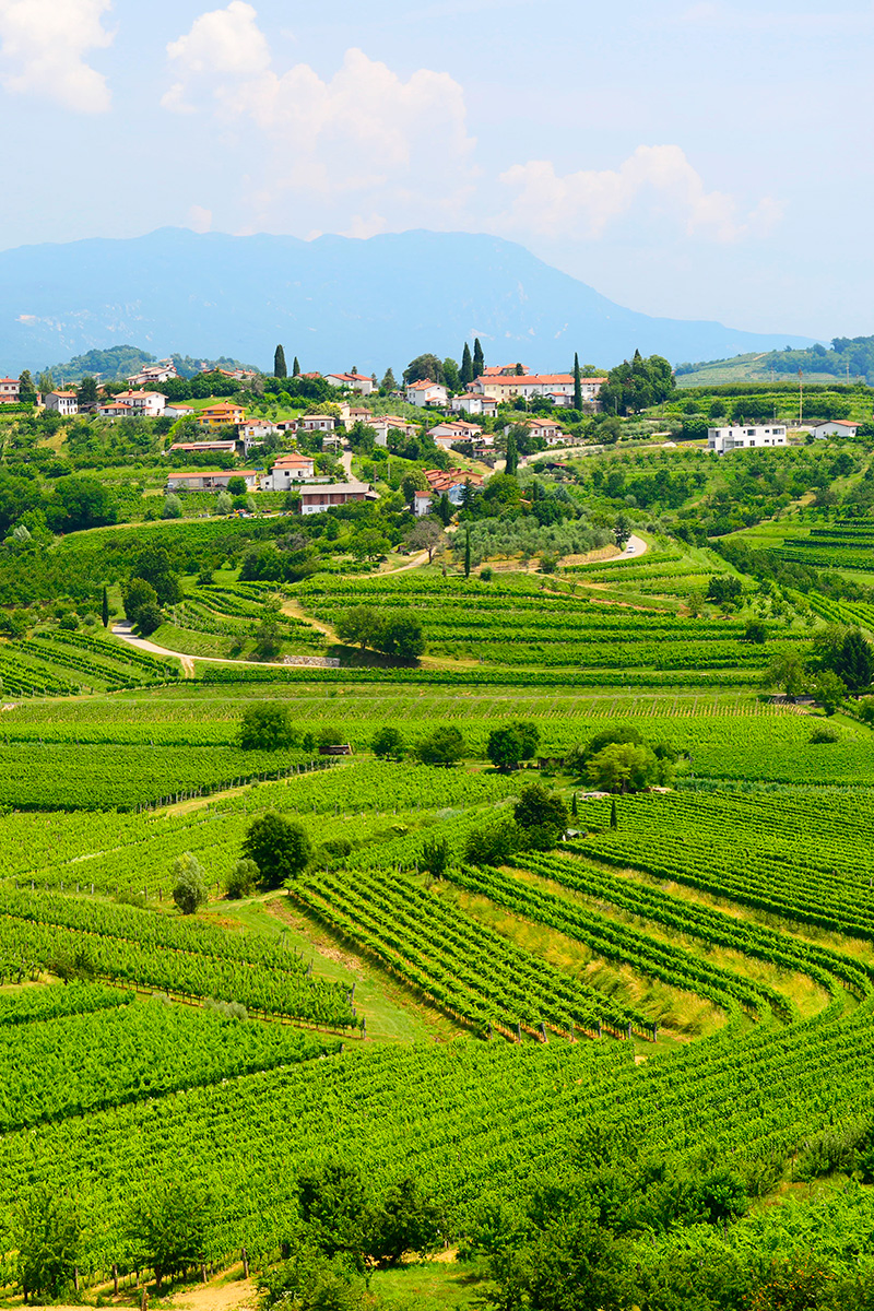 Seize the day in Slovenia's greatest wine region